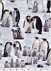 Penguins on Ice, Elizabeth Studios