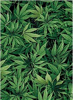 Cannabis Leaf Fabric, Timeless Treasures