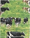 Down on the Farm, Cows, Robert Kufman